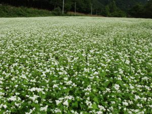 そばの花（そばの実を練ってそばを作ります）